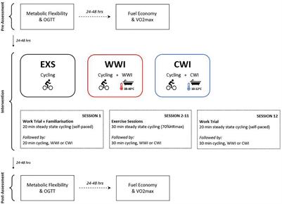 Post-exercise Warm or Cold Water Immersion to Augment the Cardiometabolic Benefits of Exercise Training: A Proof of Concept Trial